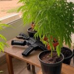 Plantas de cannabis e simulacro de arma apreendidos pela polícia em operação em Itapoã, Distrito Federal.