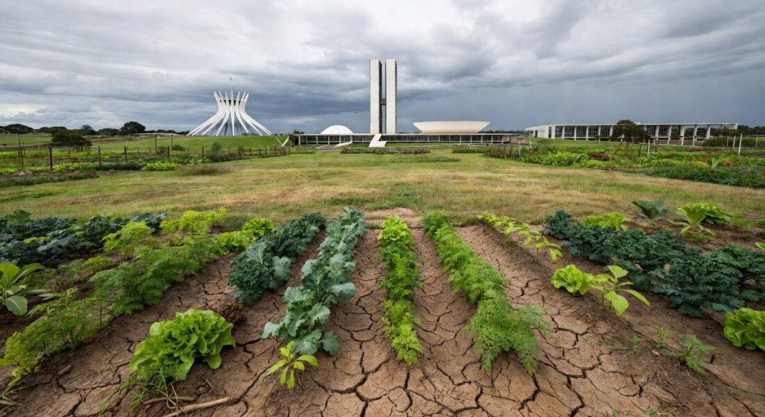 Horta urbana abandonada em Brasília, com plantas secas e edifícios do DF ao fundo, destacando falhas na agricultura urbana.