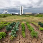 Horta urbana abandonada em Brasília, com plantas secas e edifícios do DF ao fundo, destacando falhas na agricultura urbana.
