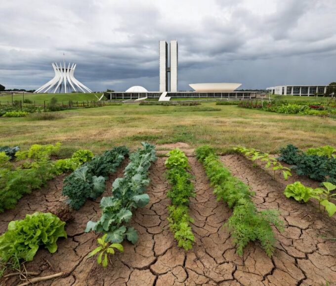 Horta urbana abandonada em Brasília, com plantas secas e edifícios do DF ao fundo, destacando falhas na agricultura urbana.