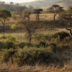 Vegetação do Cerrado em área protegida no Distrito Federal