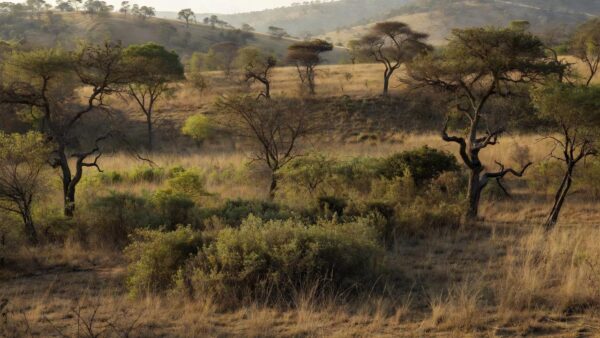 Vegetação do Cerrado em área protegida no Distrito Federal