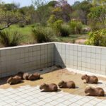 Filhotes de capivara resgatados de piscina vazia no Lago Norte, Brasília