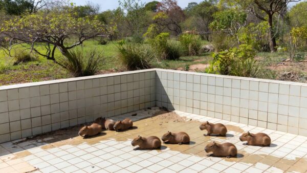 Filhotes de capivara resgatados de piscina vazia no Lago Norte, Brasília