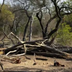 Motosserras apreendidas em desmatamento irregular no cerrado de Arniqueiras